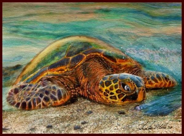 ☆☆ الرسم بالألوان المائية, حياة السلحفاة البحرية أول سلحفاة خضراء تعود إلى DI23, تلوين, ألوان مائية, لوحات حيوانات