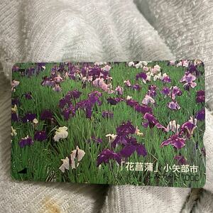 ふみカード郵政省郵便局花菖蒲富山県小矢部市