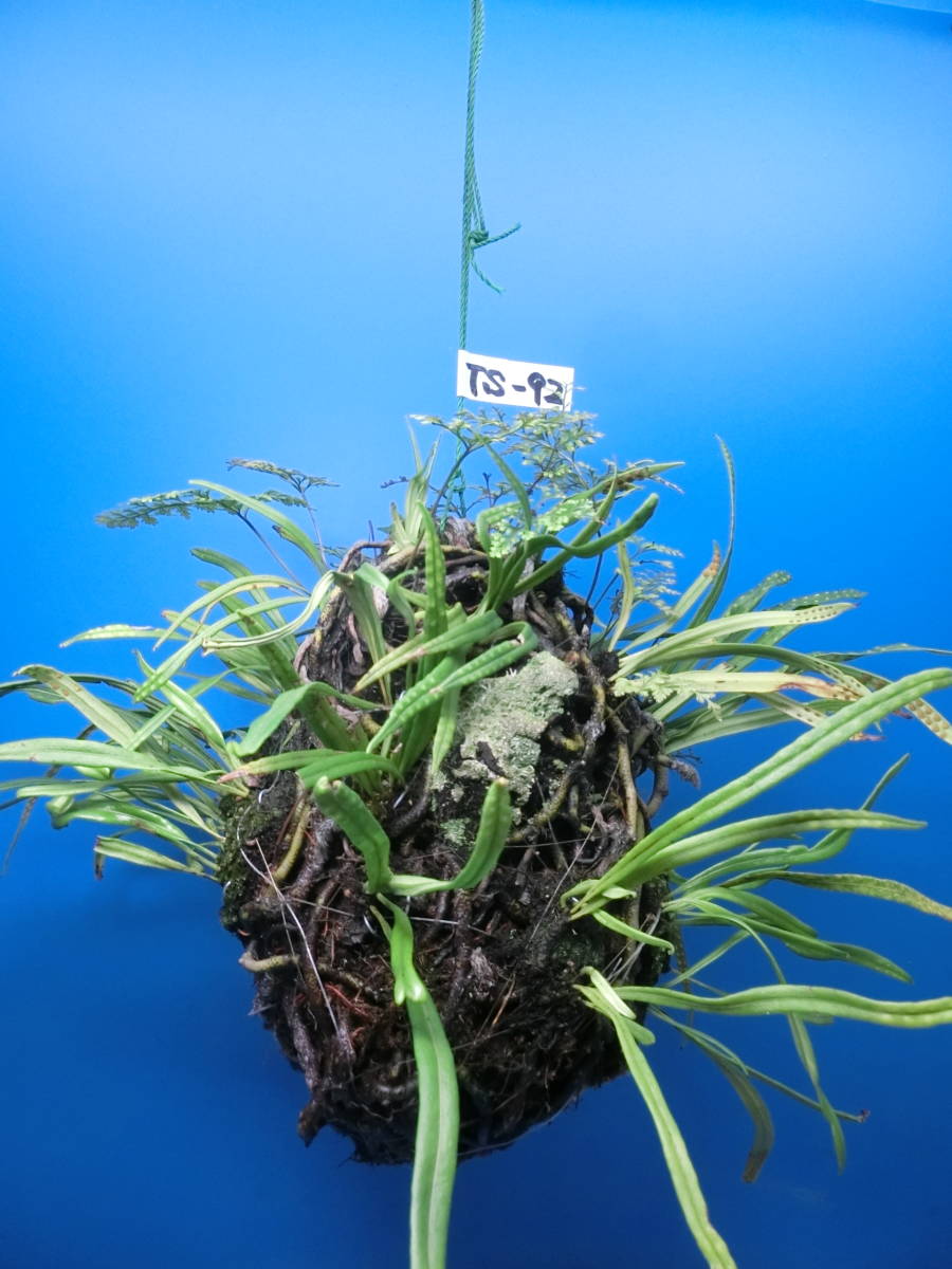 ヤフオク シノブトキワシノブの中古品 新品 未使用品一覧