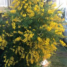 エニシダ　カット苗　さし穂　黄色の花_画像1