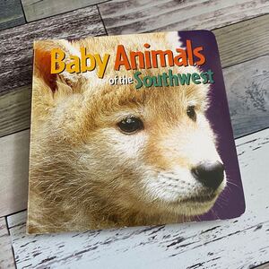 Baby Animals of the Southwest 洋書 英語 ボードブック 絵本
