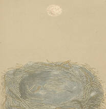  ☆アンティーク図版 「鳥の卵の図版」リトグラフ イギリス1853年☆ （3）_画像2