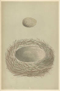  ☆アンティーク図版 「鳥の卵の図版」リトグラフ イギリス1853年☆ （2）