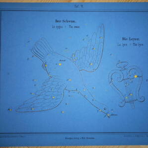 アンティーク、天文、天体、星座早見盤、星図1860年『ブラウン星座カード6 こと座はくちょう座』Star map, Planisphere, Celestial atlas