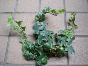 ○o。観葉植物 アイビー