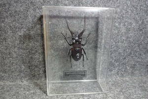 ヘルマンミヤマクワガタ　デアゴスティーニ 世界の昆虫 DATE BOOK 等身大 標本 フィギュア ディアゴスティーニ カブトムシ クワガタ
