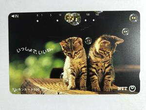 【使用済／両面に少々傷有】＜テレホンカード＞こねこ2匹／いっしょで、いいね。（105度／穴6孔）※風景・景色・子猫・仔猫・動物・小動物の商品画像