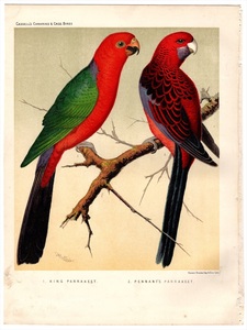 1880年 Canaries and Cage Birds 多色石版画 インコ科 キンショウジョウインコ アカクサインコ 博物画