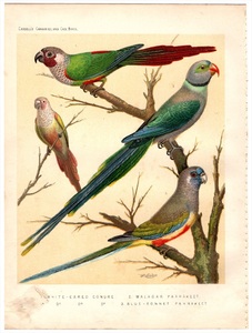 1880年 Canaries and Cage Birds 多色石版画 インコ科 ホオジロウロコインコ ミドリワカケインコ ハナガサインコ 博物画