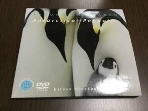 ◆南極 ペンギン アラウンド・ジ・アース DVD 国内正規品 アデリーペンギン ジェンツーペンギン ヒゲペンギン コウテイペンギン 即決