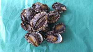 (.) bargain sale! abalone middle 500g freezing 