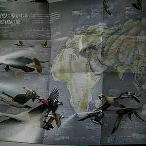 【ナショナルジオグラフィック日本版付録】シリーズ鳥たちの地球「渡り鳥 旅の軌跡」2018年3月号付録/地図