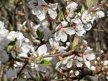 梅桃　ユスラウメ　挿し穂　5本（桜に似た花）低木 庭木 庭園 山桜桃梅 バラ科 桜族 / 盆栽 クリックポスト発送_画像6