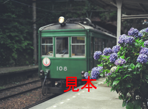 鉄道写真645ネガデータ、121601100002、モハ2形-108（アジサイにピントあり）、箱根登山鉄道、塔ノ沢駅、2000.07.06、（4591×3362）