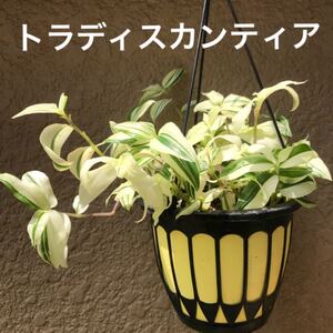 トラディスカンディア挿し穂 20本