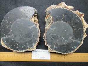 二枚貝の殻を取り込んだアンモナイト化石ボルガ産