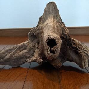 ☆天然流木 水槽 1点物 アクアリウム オブジェ アート 28×13.5×18.5cm 大和川河口 爬虫類 インテリア 中型