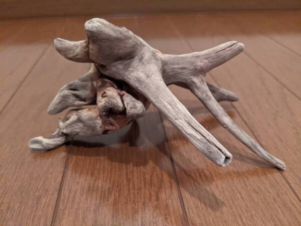 ☆天然流木 水槽 1点物 アクアリウム オブジェ アート 19×13×9.5cm 大和川河口 爬虫類 インテリア 根 魚 隠れ家