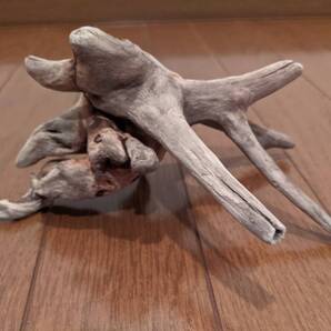 ☆天然流木 水槽 1点物 アクアリウム オブジェ アート 19×13×9.5cm 大和川河口 爬虫類 インテリア 根 魚 隠れ家