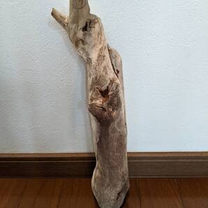 ☆天然流木 水槽 1点物 アクアリウム オブジェ アート 35.5×7×9cm 大和川河口 爬虫類 インテリア