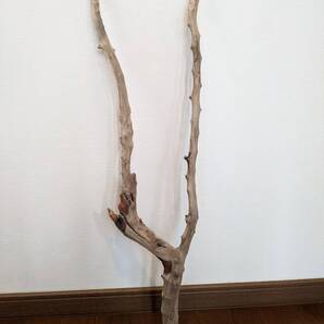 ☆天然流木 水槽 1点物 アクアリウム オブジェ アート 75×20×6.5cm 大和川河口 爬虫類 インテリア 大型 枝