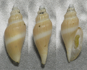 貝の標本 Satomea minima 29.5mm.w/o.deep water.Taiwan