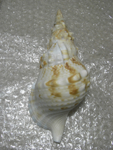 貝の標本 Charonia sauliae 183mm.w/o. 台湾_画像1