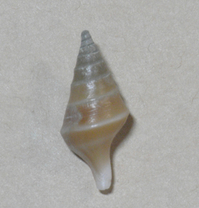 貝の標本 肩白卷管螺 マキヤマイグチMakiyamaia mammillata Kuroda.196124.1mm.w/o.Rare 台湾