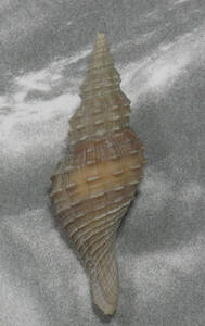 貝の標本 Granulifusus hayashii 53mm.w/o. 台湾