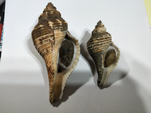 貝の標本 Hemifusus tuba sauliae 84mm.& 124mm..w/o. 台湾_画像2