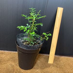 シマトネリコ 苗木