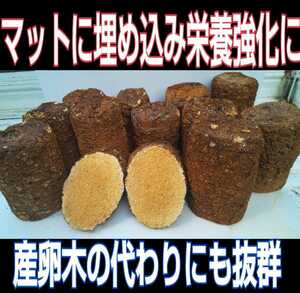 椎茸廃菌床ブロック☆クワガタの産卵木の代わりに！カブト幼虫の栄養補強に！クヌギ100％原料 発酵マットに埋め込むとカブトがサイズアップ