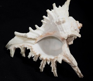 貝殻 巻貝 テングガイ 天狗貝、学名:Chicoreus ramosus) アクキガイ科 置物 アクア 水槽飾り コレクション
