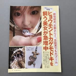 ● 忍野さら　ヒョウモントカゲモドキ を飼う美女が急増中　雑誌 切り抜き 4P　25337