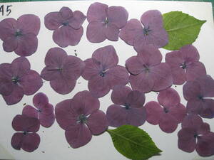 A-22 紫陽花 　 紫