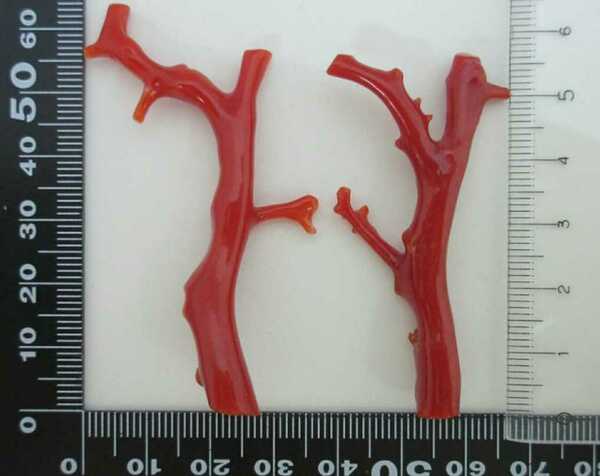 【TOP】血赤珊瑚 サンゴ 11.7g 枝 ルース セット 根付 s833.