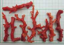【TOP】血赤珊瑚 サンゴ 22.8g 枝 ルース セット 根付 x723._画像10