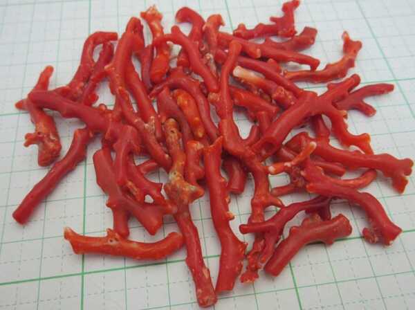 【TOP】血赤珊瑚 サンゴ 51.7g 枝 ルース セット 根付 x738.