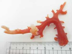 【TOP】血赤珊瑚 サンゴ 14.1g 枝 ルース オブジェ 根付 m982.