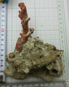 【TOP】血赤珊瑚 サンゴ 206g 原木 置物 オブジェ アクアリウム ルース m488.