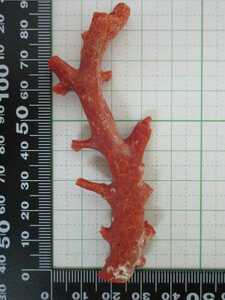 【TOP】血赤珊瑚 サンゴ 18.7g 枝 ルース 根付 j137.