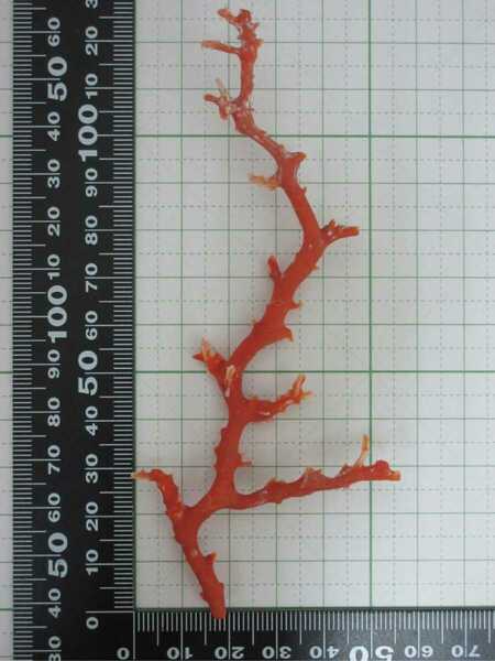【TOP】桃珊瑚 赤珊瑚 サンゴ 6.5g 枝 ルース 根付 a806.