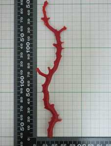 【TOP】血赤珊瑚 サンゴ 9g 枝 ルース 根付 a960.