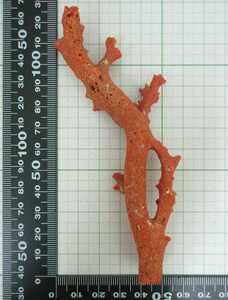 【TOP】桃珊瑚 赤珊瑚 サンゴ 36.7g 枝 ルース 根付 a792.