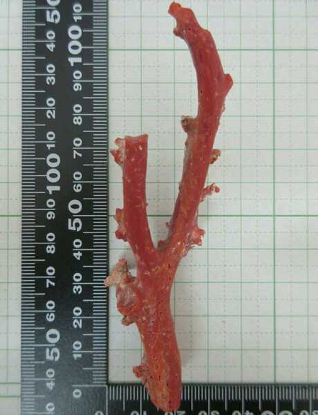 【TOP】血赤珊瑚 サンゴ 20.1g 枝 ルース 根付 j142.