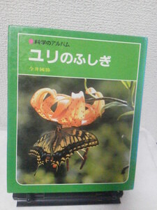 【クリックポスト】『ユリのふしぎ～科学のアルバム94』今井國勝/あかね書房/初版