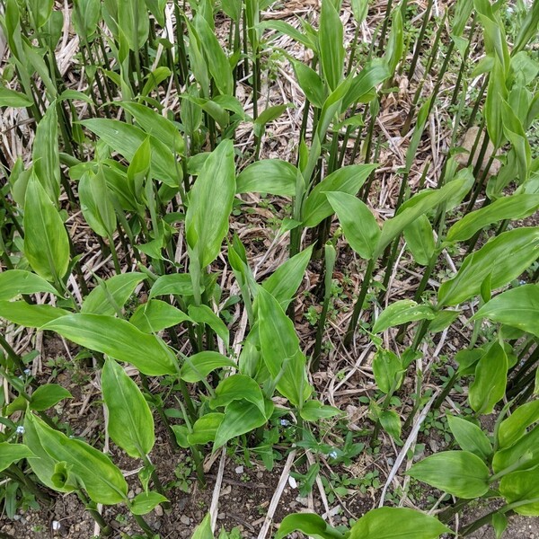 みょうが 5芽 苗 宿根 無農薬栽培 ふっくら