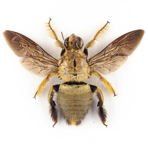 X. confusa 39 金色のクマバチ標本 ジャワ島