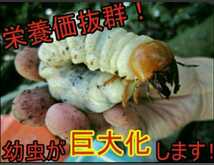 発酵マットに埋め込むと栄養強化に！カブト幼虫がサイズアップ！椎茸廃菌床10ブロック☆クワガタ幼虫の餌、産卵木の代わりに！クヌギ100％ _画像7