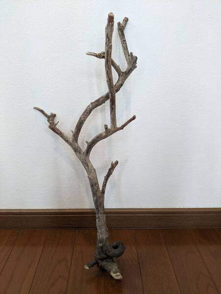 ☆天然流木 水槽 1点物 アクアリウム オブジェ アート53 ×24×12cm 大和川河口 爬虫類 インテリア 大枝